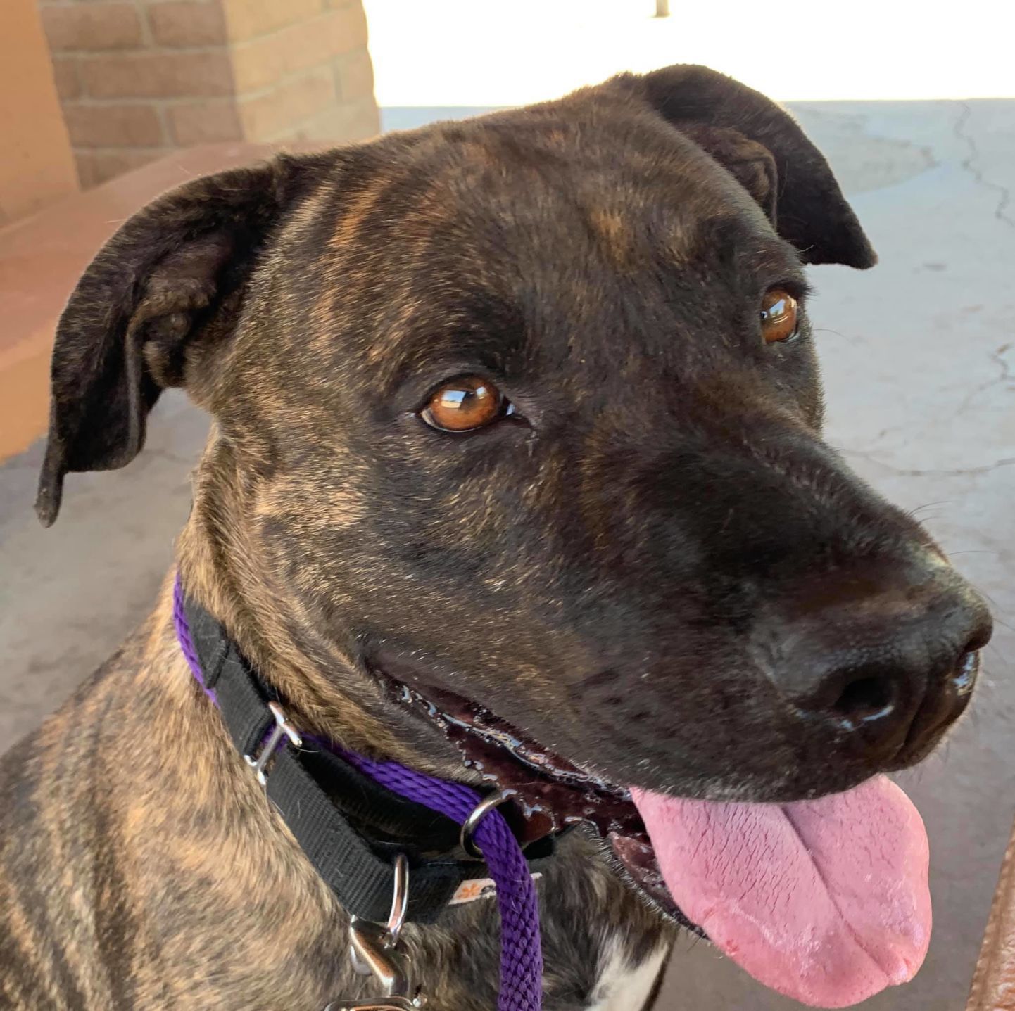 Adopt a friend: Athena